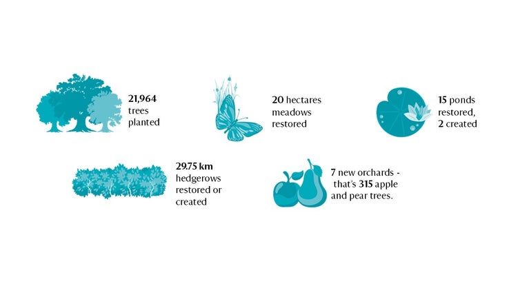 Infographic showing Attingham's nature recovery to November 2024 including; 21964 trees planted, 20 hectares of meadows restored, 15 ponds restored and 2 created, 30 km of hedgerows restored, 7 new orchards including 315 pear and apple trees